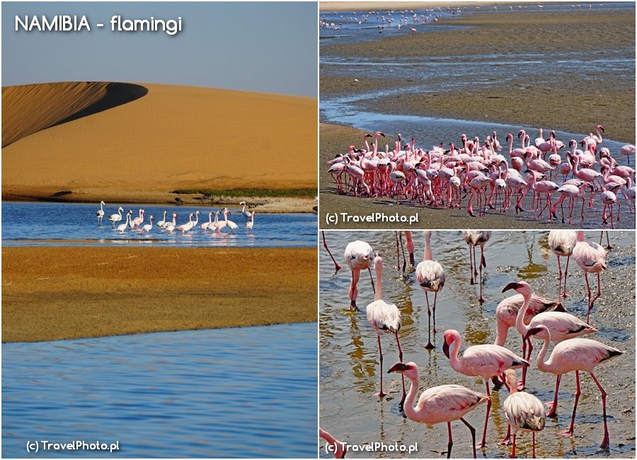 NAMIBIA - flamingi