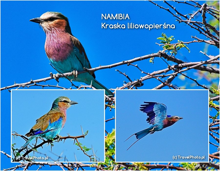 NAMIBIA - Kraska liliowopierśna 