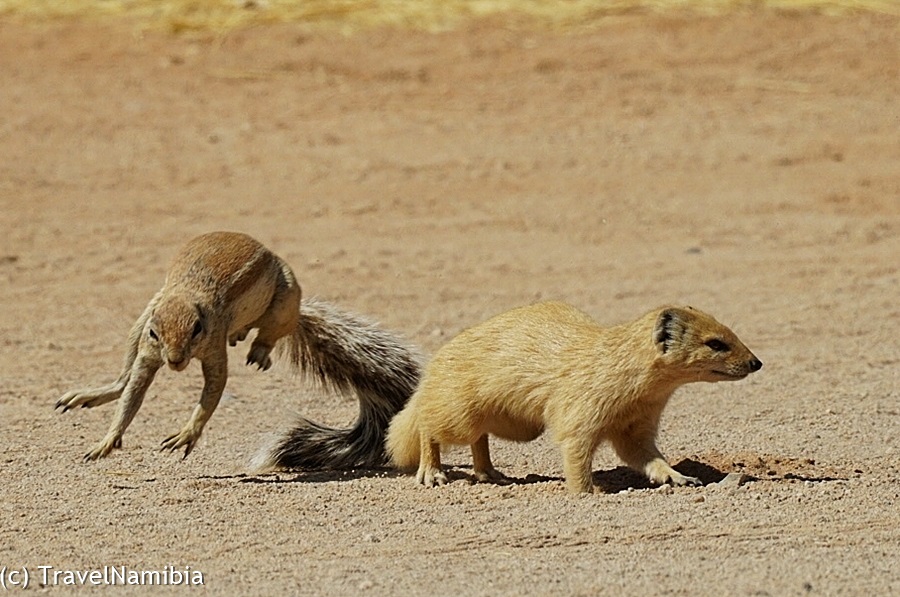 Po lewej wiewiórka przylądkowa, po prawej mangusta lisia.
