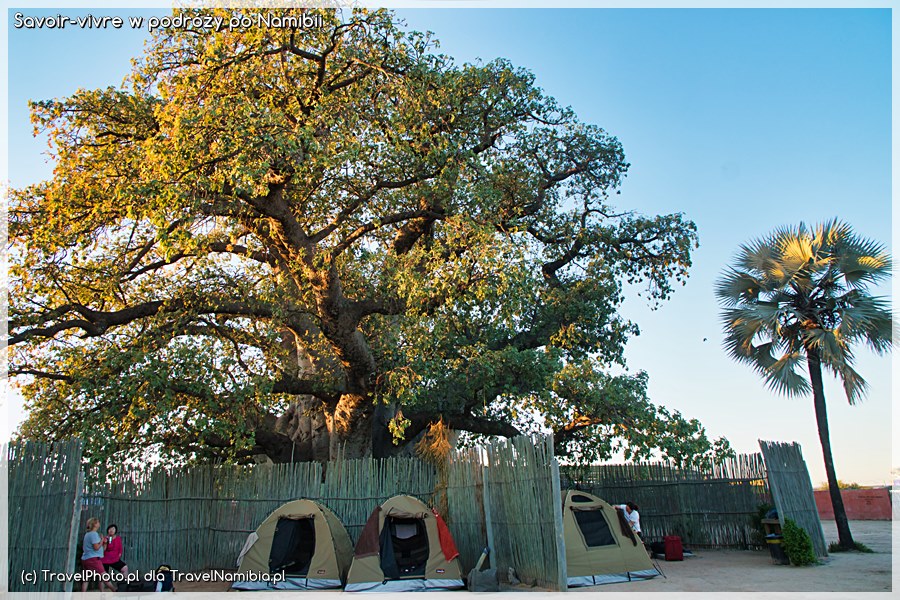 Camping lokalnej społeczności pod gigantycznym baobabem Ombalantu w Outapi.