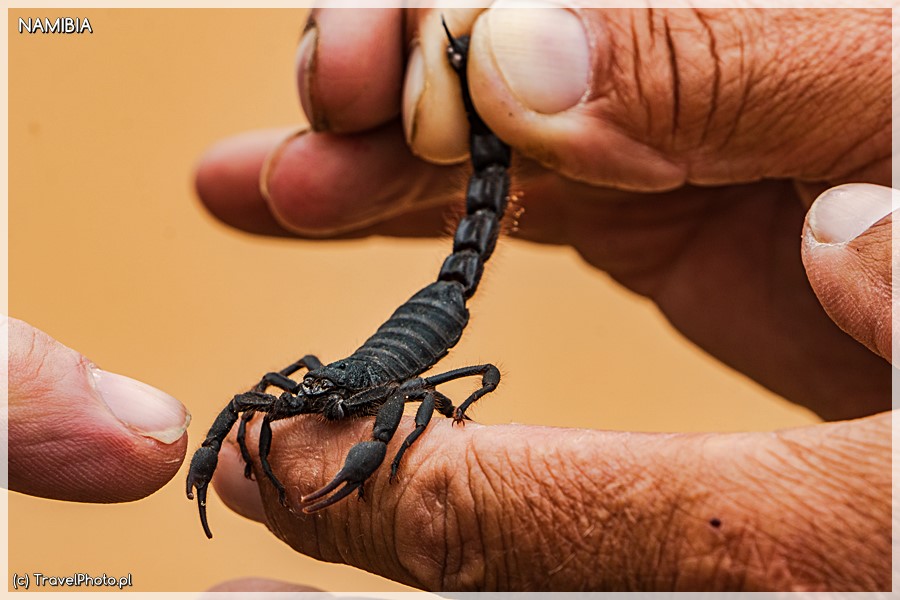 Czarny skorpion - safari Little Five ze Swakopmund.