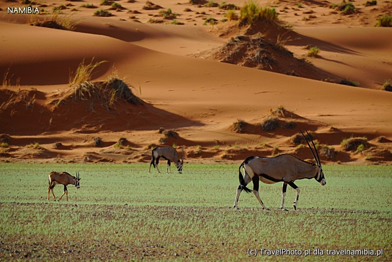 Oryksy znalazły trawę na Namib!