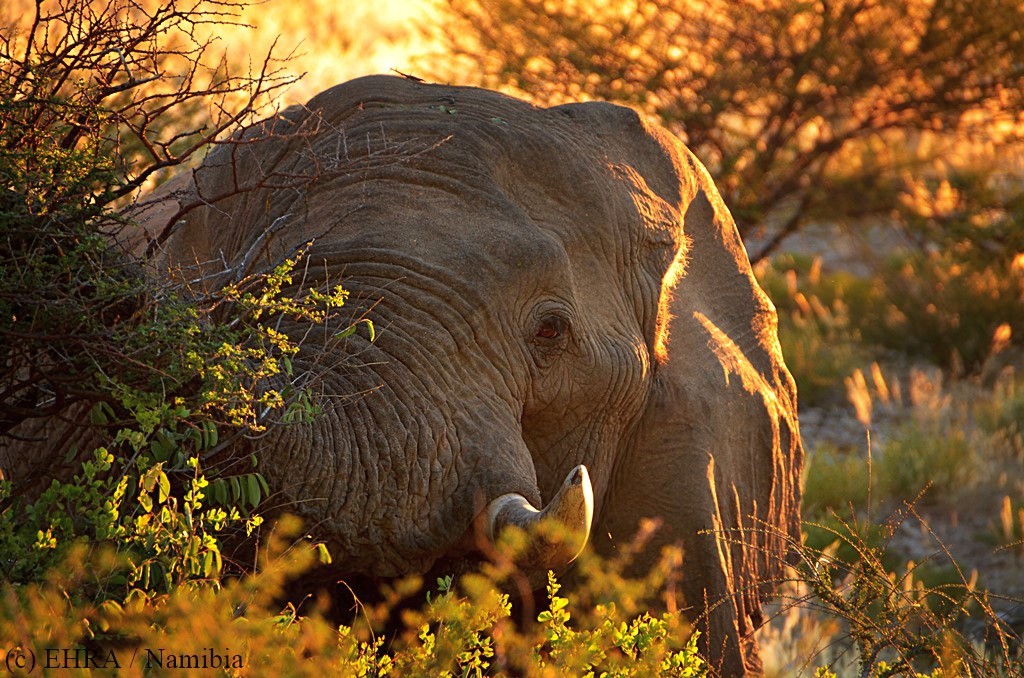 Słonie budzą zachwyt, ale potrafią też siać zniszczenie.