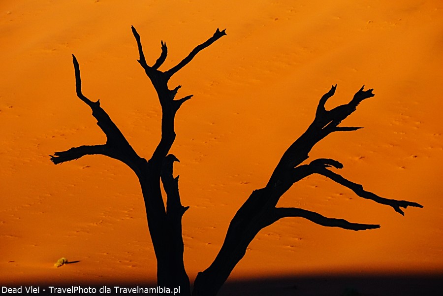 Deadvlei - ikona pustyni Namib.