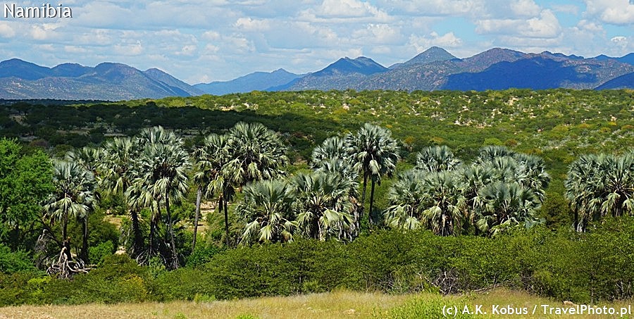 Palmy królują na północy Namibii.