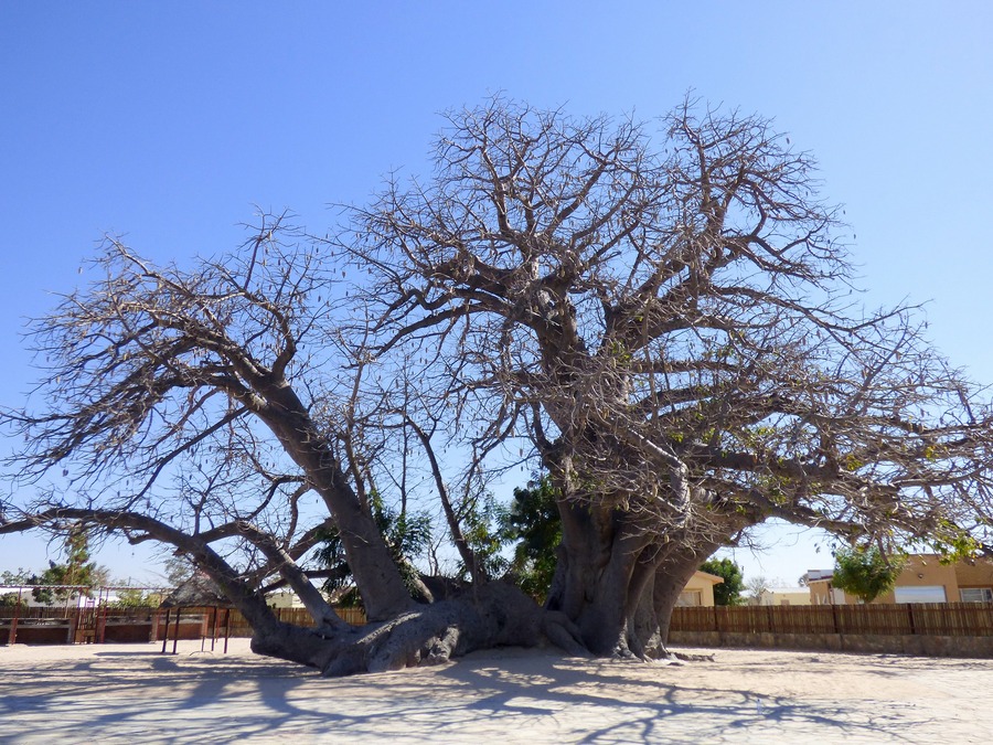 Baobab w Okahao. Fot. Małgorzata Brodacka. 