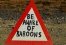 Banditierka przy Sesriem Canyon – baboons i nie tylko