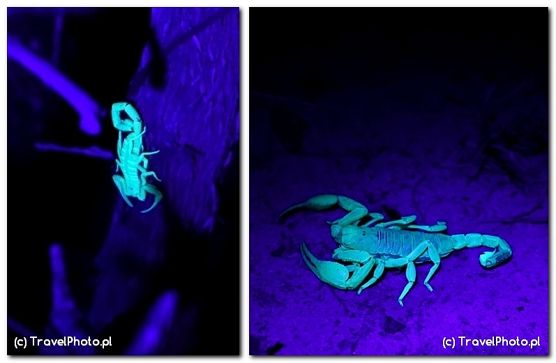 Latarka UV i skorpion